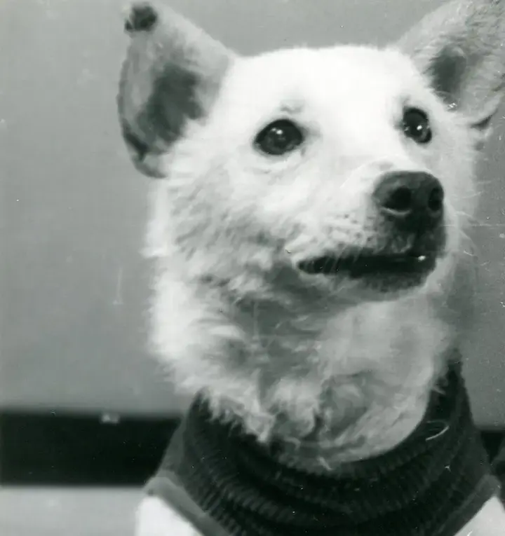 Belka after the flight