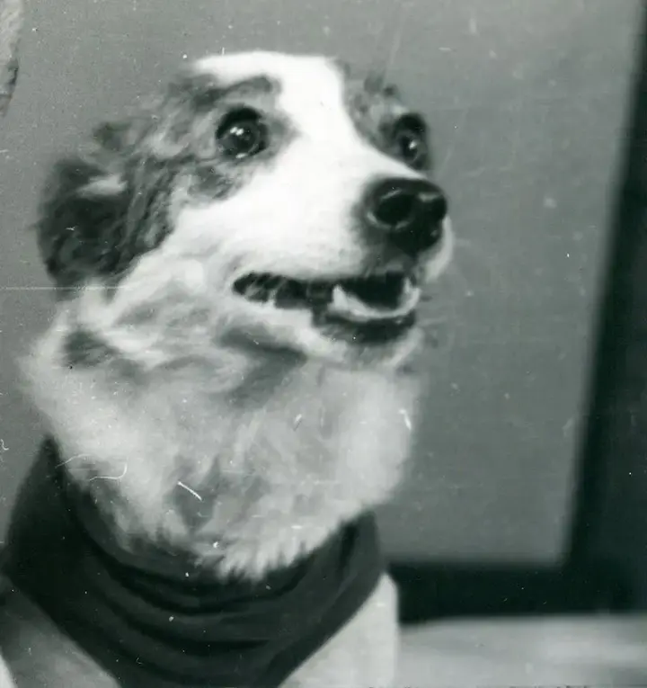 Strelka after the flight