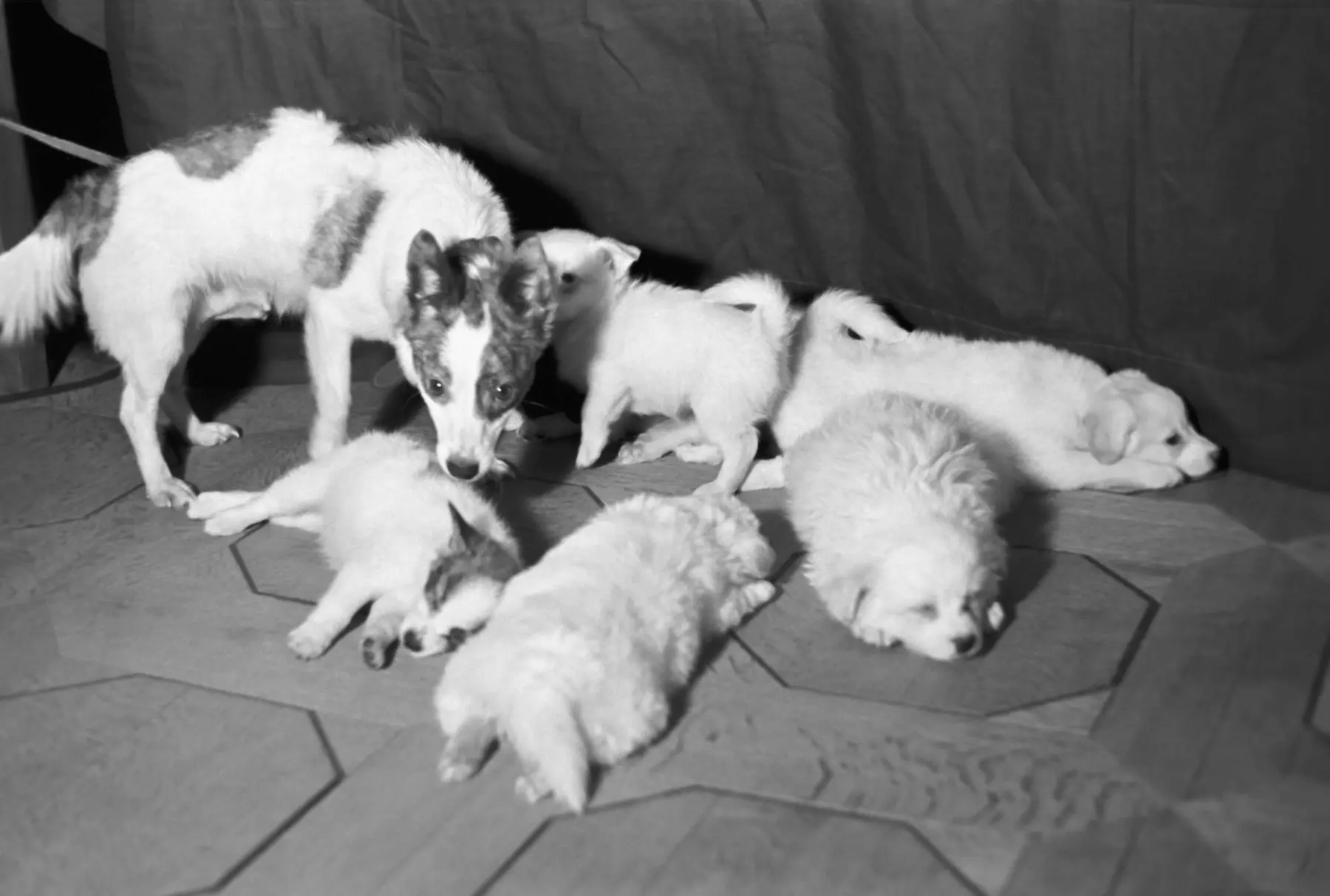 Strelka with puppies